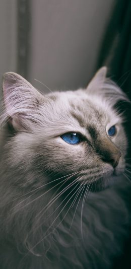 [2436x1125]宠物猫 喵星人 蓝瞳 可爱 苹果手机壁纸图片