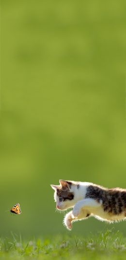 [2436x1125]宠物猫 喵星人 蝴蝶 苹果手机壁纸图片
