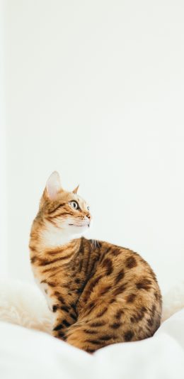 [2436x1125]宠物猫 喵星人 豹纹 苹果手机壁纸图片