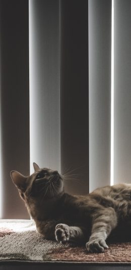 [2436x1125]宠物猫 喵星人 躺着 苹果手机壁纸图片