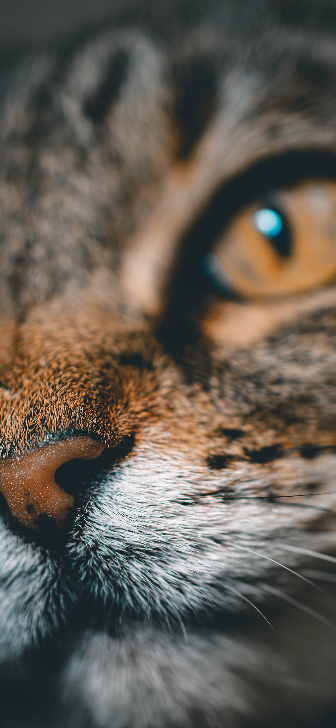 [2436×1125]宠物猫 喵星人 面部 特写 苹果手机壁纸图片