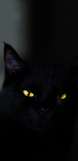 [2436x1125]宠物猫 喵星人 黑猫 苹果手机壁纸图片