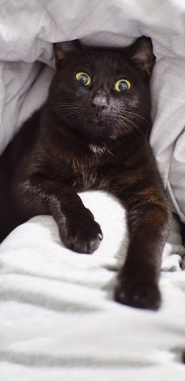 [2436x1125]宠物猫 喵星人 黑色 惊恐 苹果手机壁纸图片
