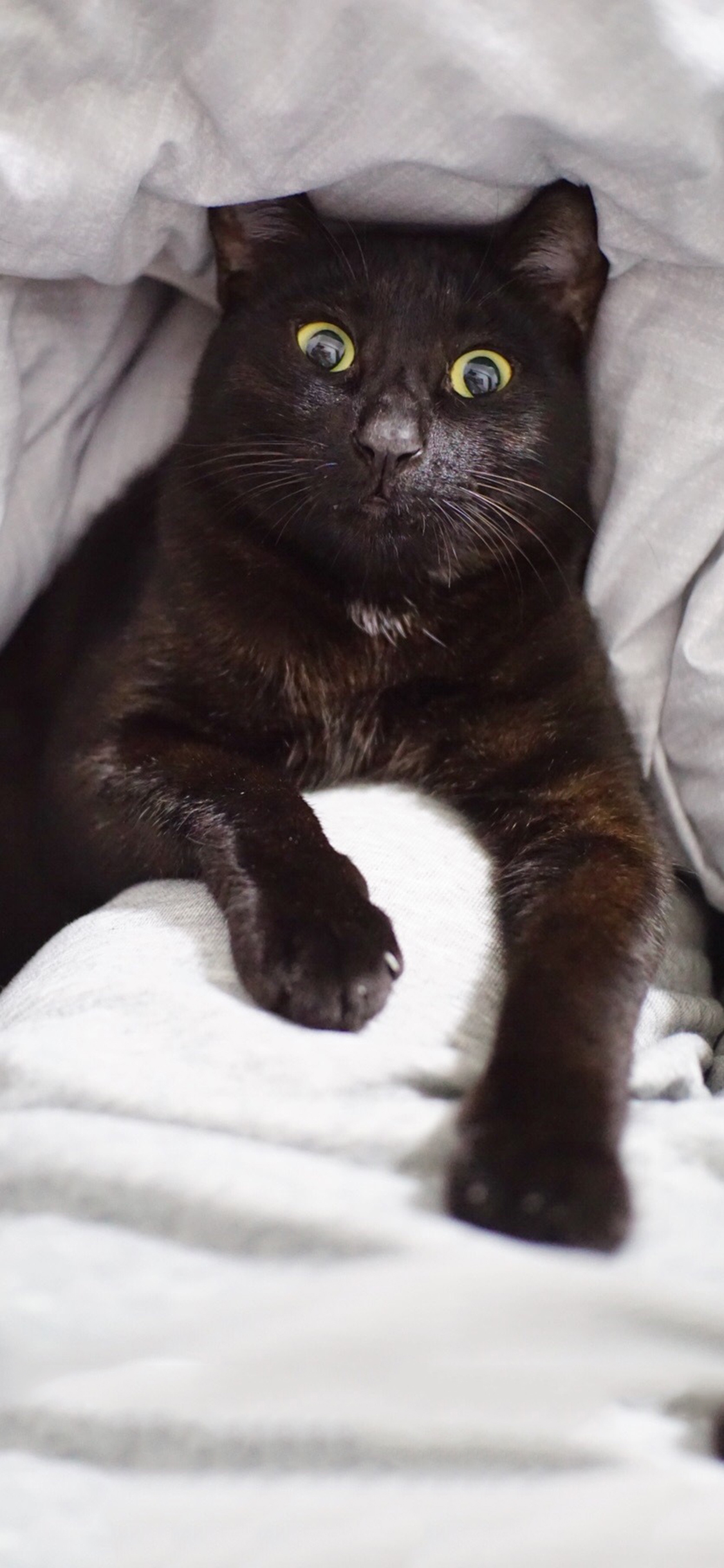 [2436×1125]宠物猫 喵星人 黑色 惊恐 苹果手机壁纸图片