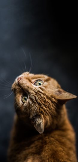 [2436x1125]宠物猫 家猫 橘猫 喵星人 苹果手机壁纸图片