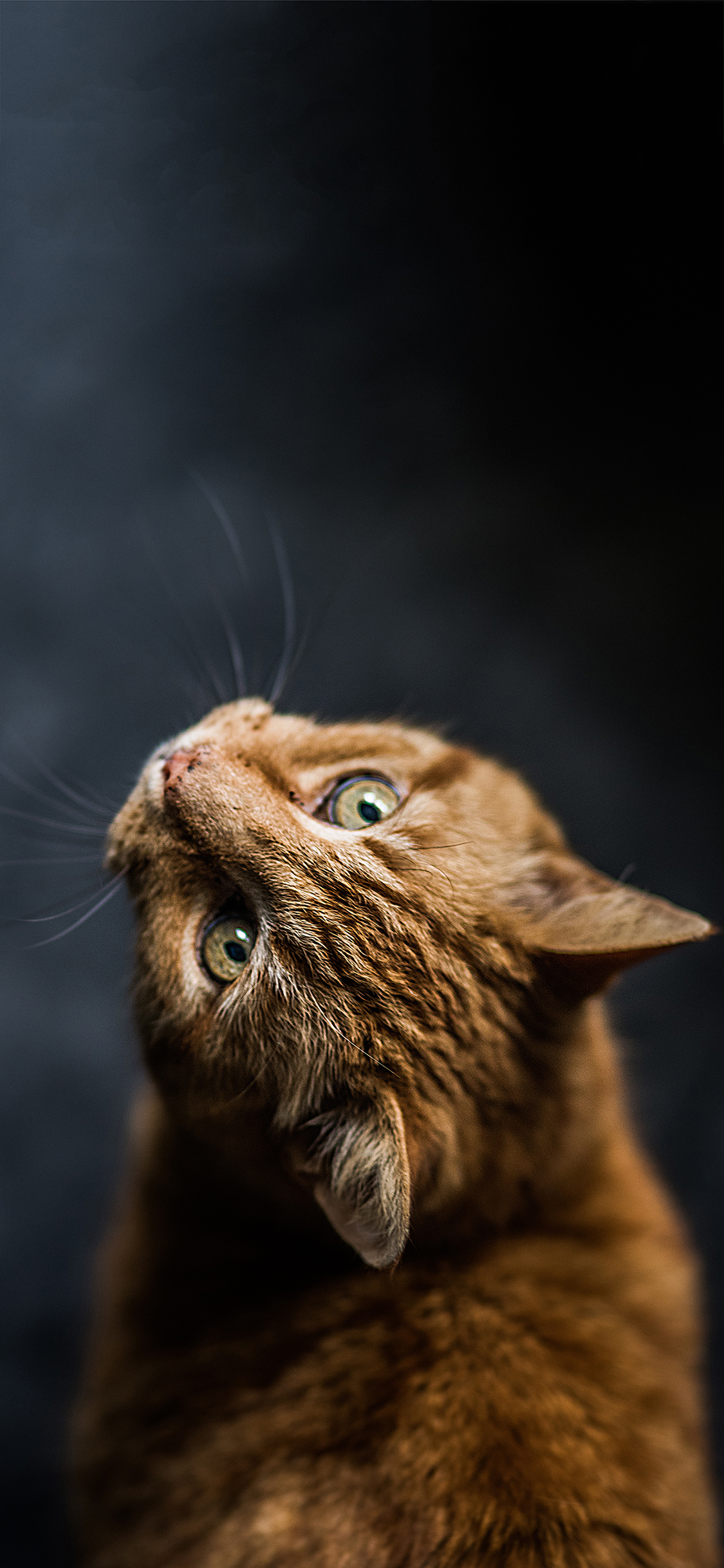 [2436×1125]宠物猫 家猫 橘猫 喵星人 苹果手机壁纸图片