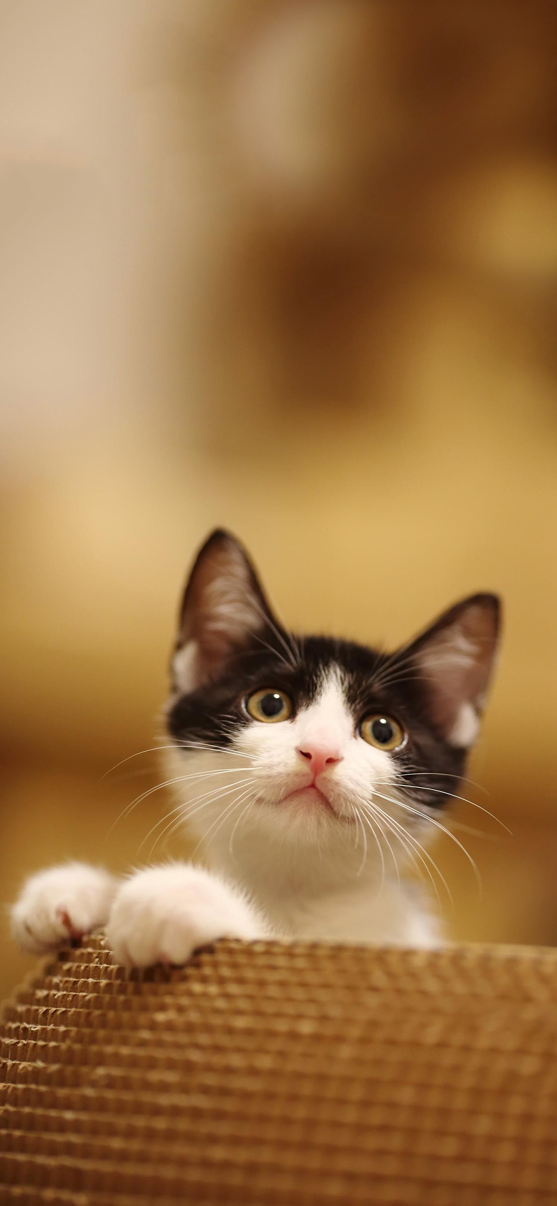 [2436×1125]宠物猫 小猫咪 可爱 苹果手机壁纸图片