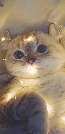 [2436x1125]宠物猫 折耳猫 可爱 小灯 苹果手机壁纸图片