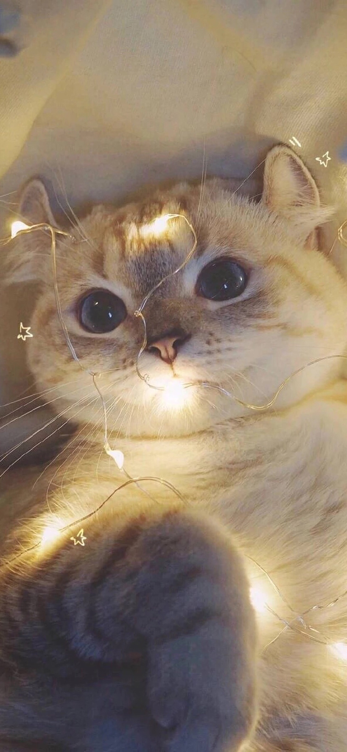 [2436×1125]宠物猫 折耳猫 可爱 小灯 苹果手机壁纸图片