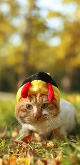 [2436x1125]宠物猫 橘猫 写真 小蜜蜂衣服 苹果手机壁纸图片