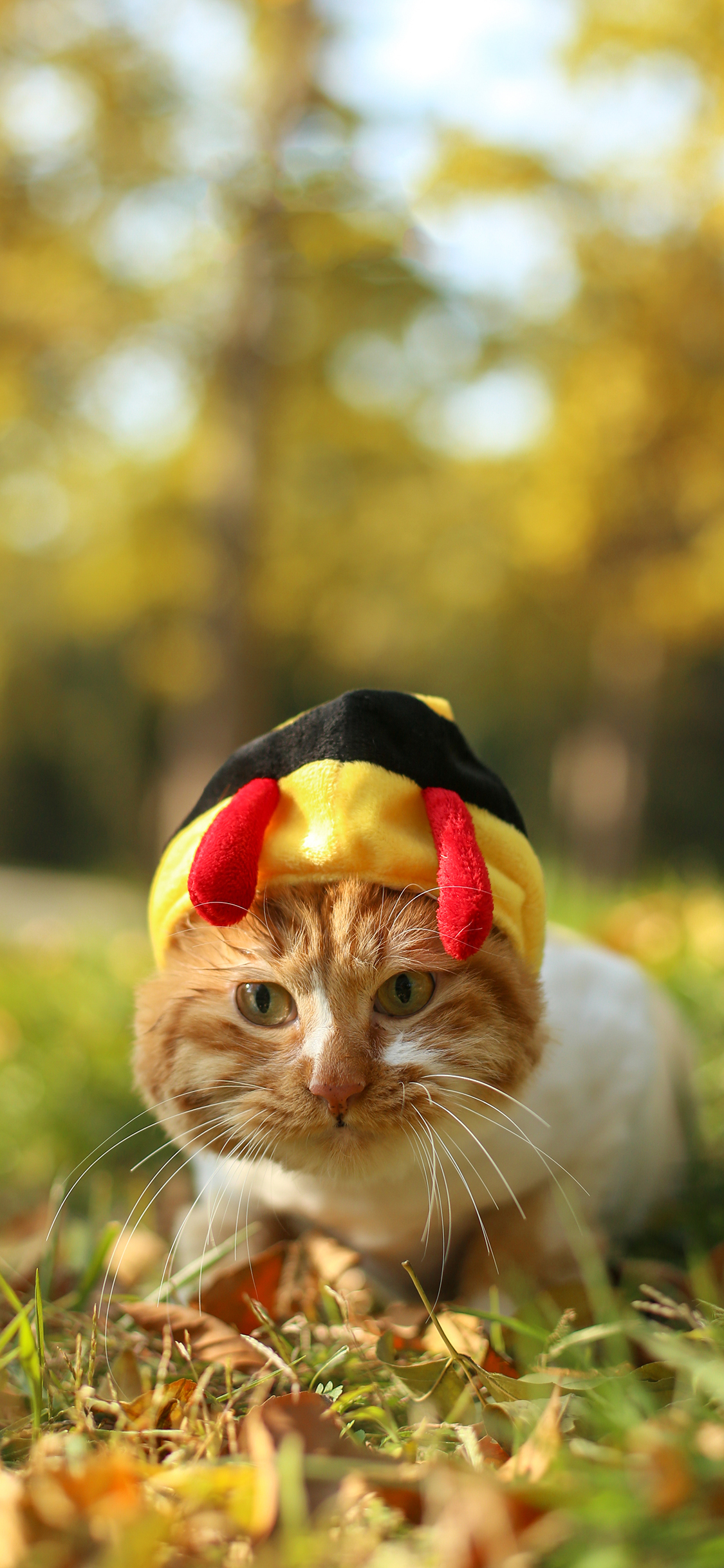 [2436×1125]宠物猫 橘猫 写真 小蜜蜂衣服 苹果手机壁纸图片