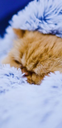 [2436x1125]宠物猫 橘猫 毛毯 睡觉 苹果手机壁纸图片
