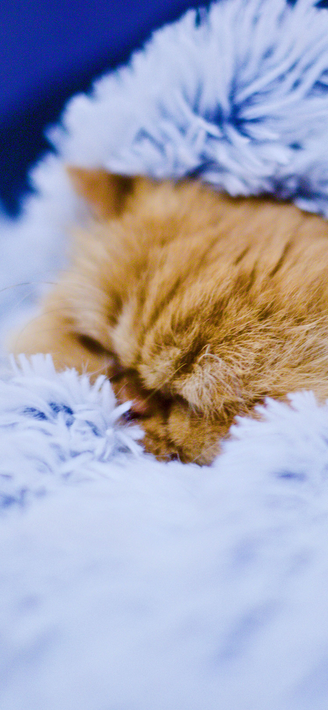 [2436×1125]宠物猫 橘猫 毛毯 睡觉 苹果手机壁纸图片