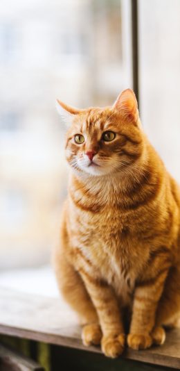 [2436x1125]宠物猫 橘猫 肥胖 窗台 苹果手机壁纸图片