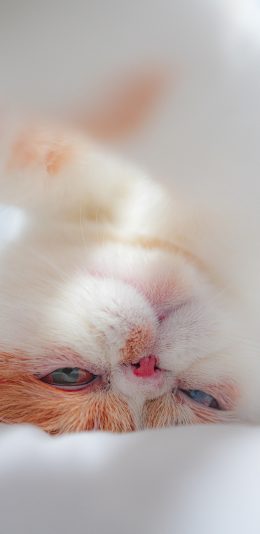 [2436x1125]宠物猫 猫咪 可爱 奶猫 苹果手机壁纸图片