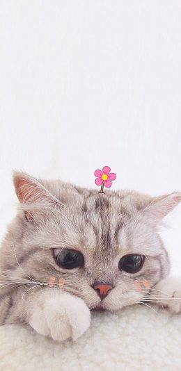 [2436x1125]宠物猫 猫咪 可爱 小花花 苹果手机壁纸图片