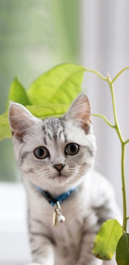 [2436x1125]宠物猫 猫咪 小奶猫 可爱 苹果手机壁纸图片