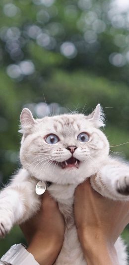 [2436x1125]宠物猫 猫咪 惊恐 米奇耳 苹果手机壁纸图片