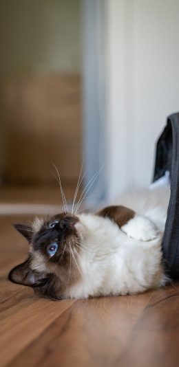 [2436x1125]宠物猫 猫咪 暹罗猫 挖煤猫 苹果手机壁纸图片