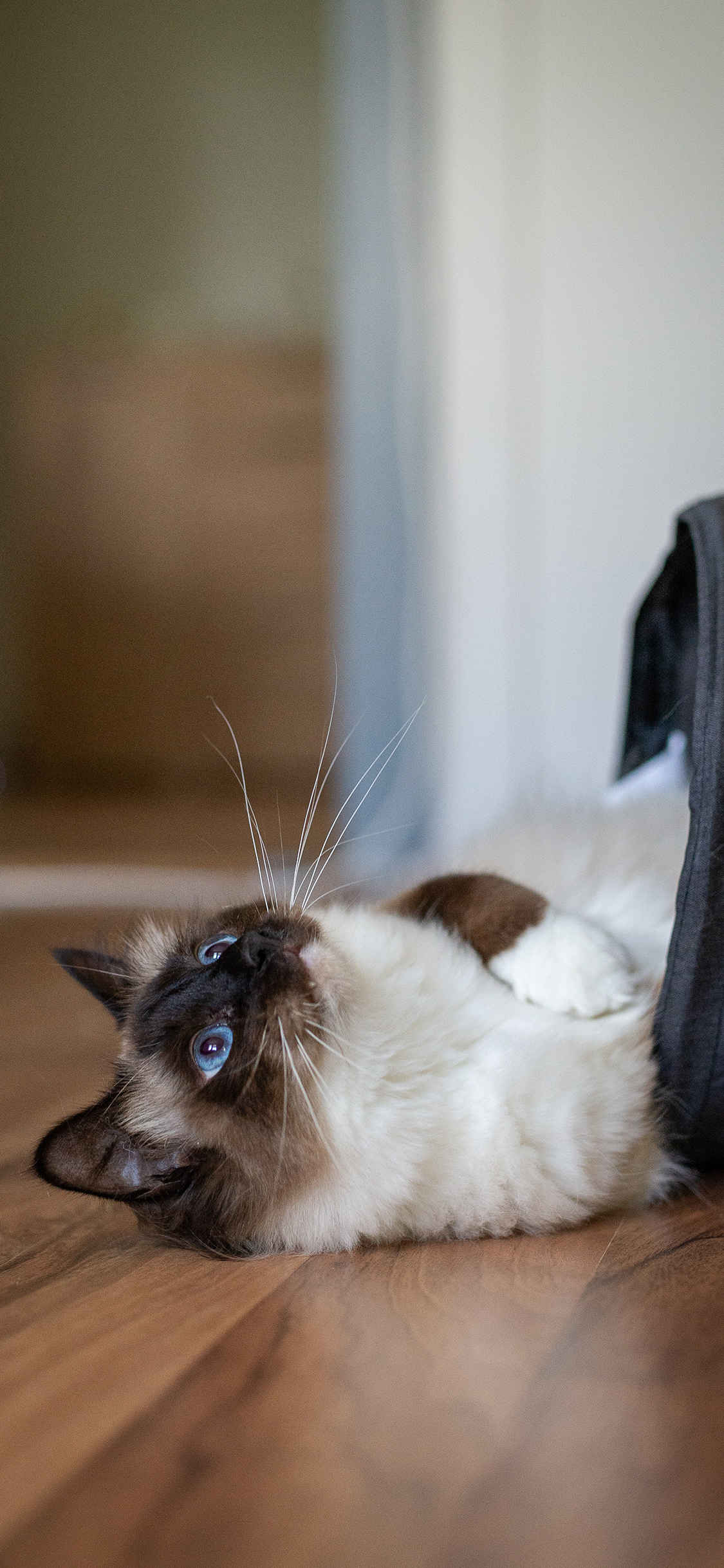 [2436×1125]宠物猫 猫咪 暹罗猫 挖煤猫 苹果手机壁纸图片