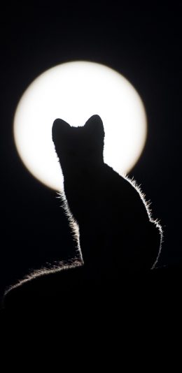 [2436x1125]宠物猫 猫咪 背影 苹果手机壁纸图片