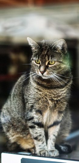 [2436x1125]宠物猫 猫咪 花猫 苹果手机壁纸图片