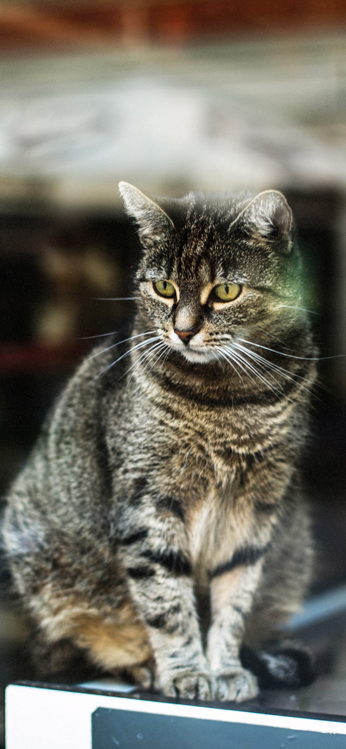 [2436×1125]宠物猫 猫咪 花猫 苹果手机壁纸图片