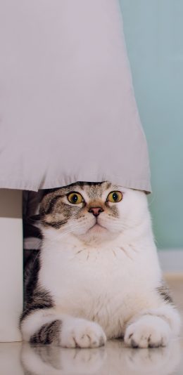 [2436x1125]宠物猫 猫星人 呆萌 苹果手机壁纸图片