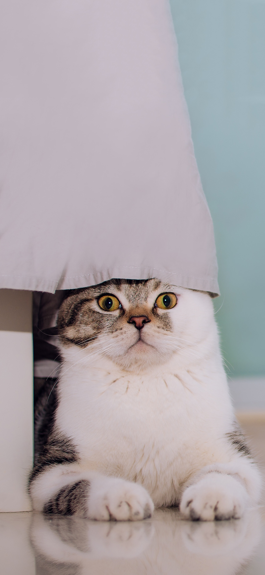 [2436×1125]宠物猫 猫星人 呆萌 苹果手机壁纸图片