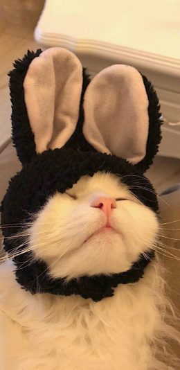 [2436x1125]宠物猫 白色 兔耳朵 可爱 苹果手机壁纸图片