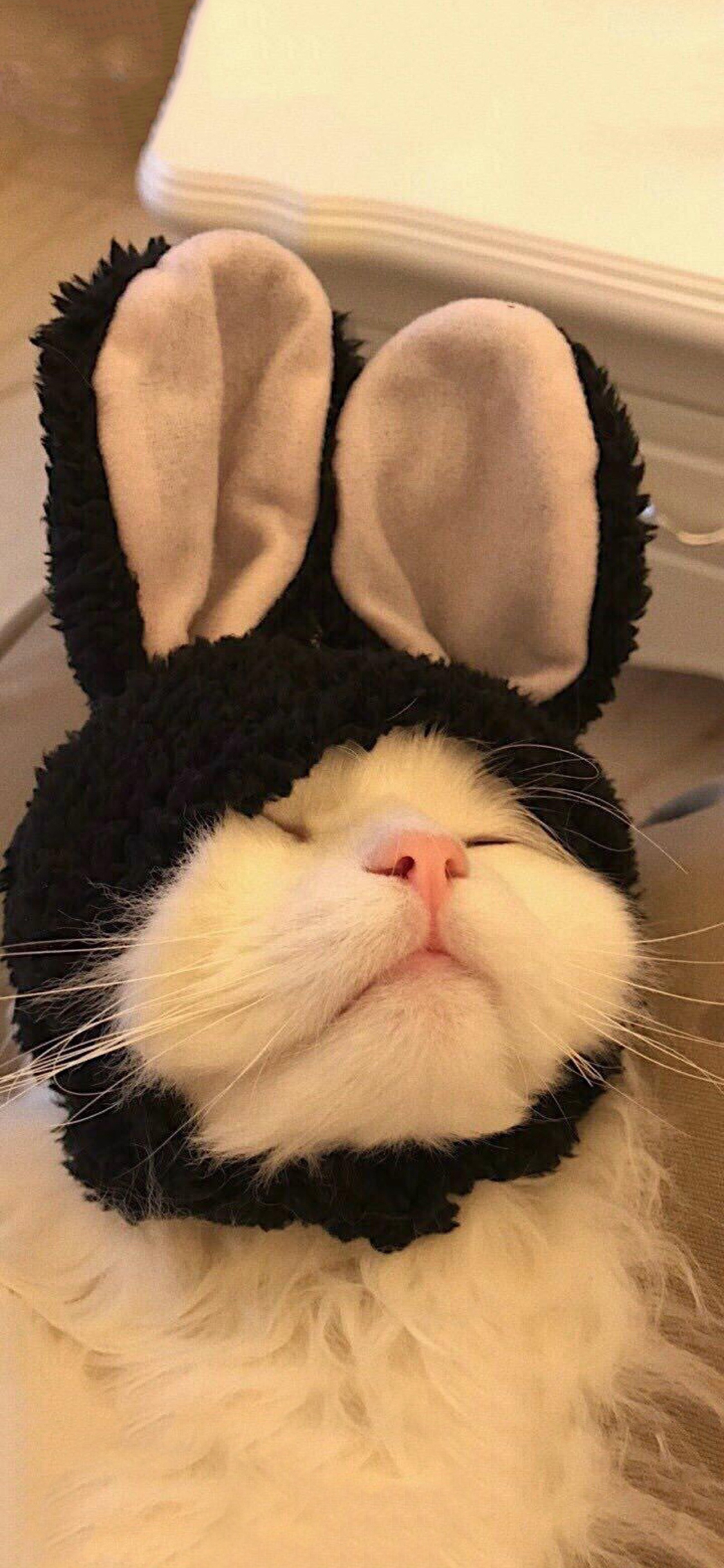 [2436×1125]宠物猫 白色 兔耳朵 可爱 苹果手机壁纸图片