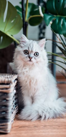 [2436x1125]宠物猫 白色 可爱 喵星人 苹果手机壁纸图片