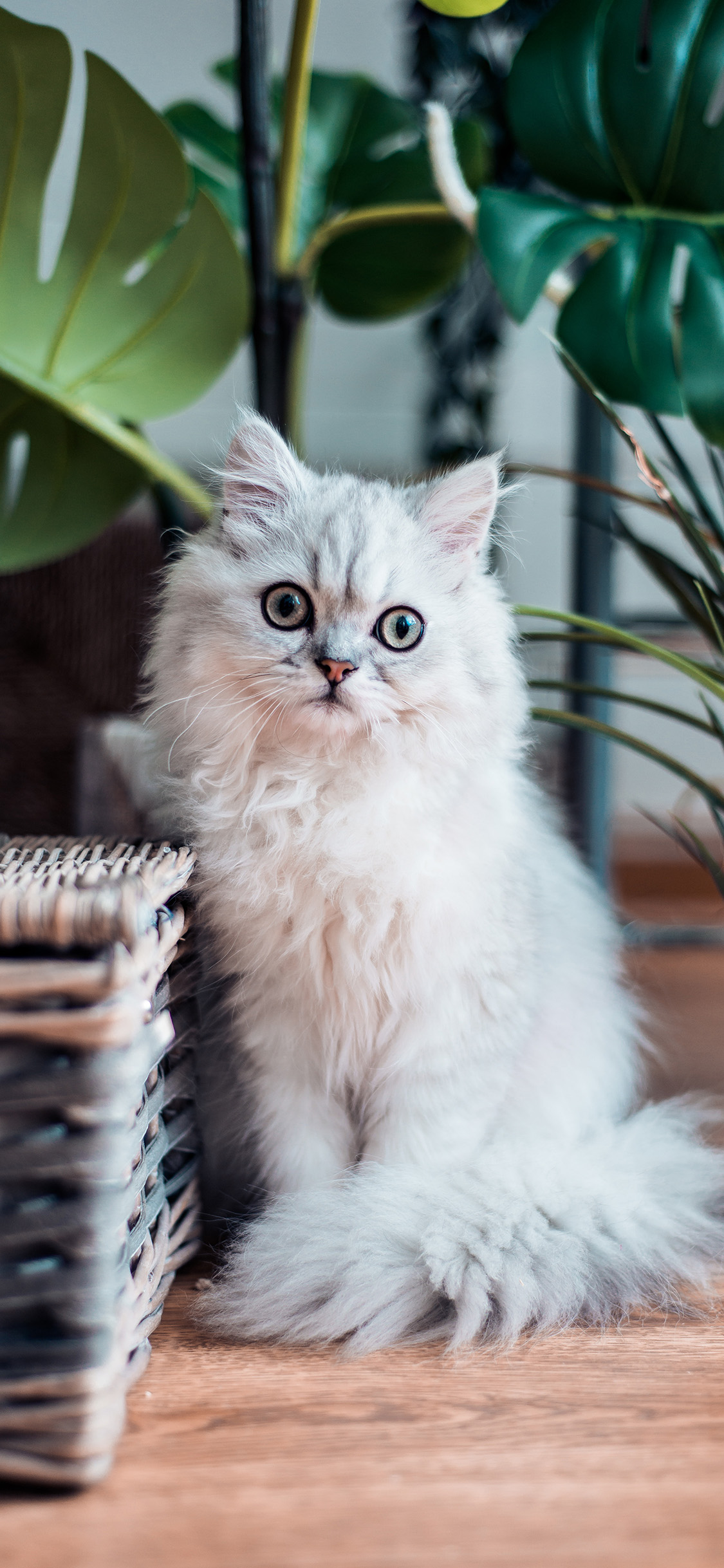 [2436×1125]宠物猫 白色 可爱 喵星人 苹果手机壁纸图片