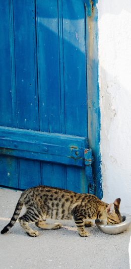 [2436x1125]宠物猫 花猫 猫咪 进食 苹果手机壁纸图片