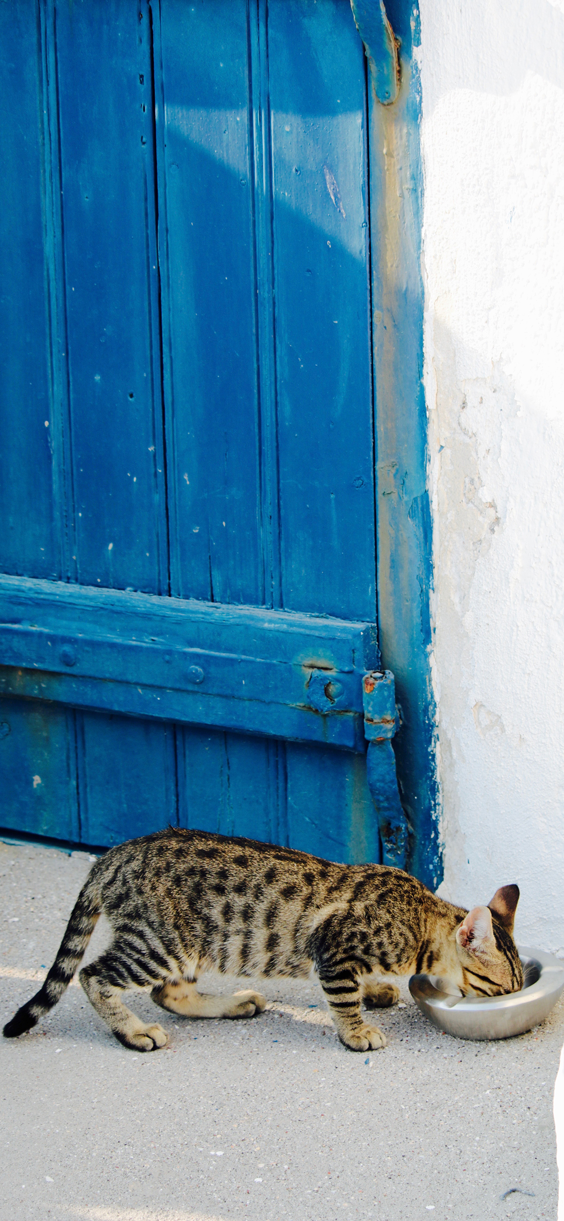 [2436×1125]宠物猫 花猫 猫咪 进食 苹果手机壁纸图片