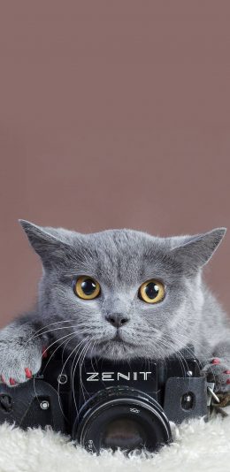 [2436x1125]宠物猫 英短猫 涂指甲 相机 苹果手机壁纸图片