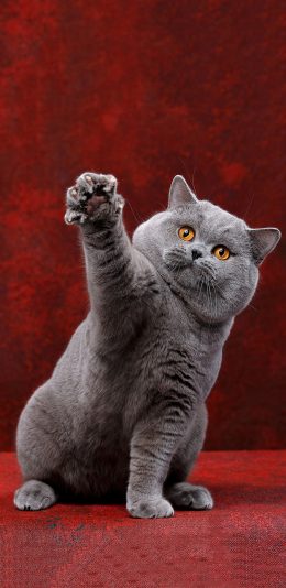 [2436x1125]宠物猫 蓝猫 喵星人 可爱 苹果手机壁纸图片
