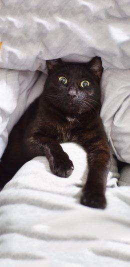 [2436x1125]宠物猫 黑猫 大眼睛 苹果手机壁纸图片