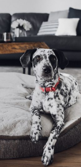 [2436x1125]家居 宠物狗 斑点狗 汪星人 苹果手机壁纸图片