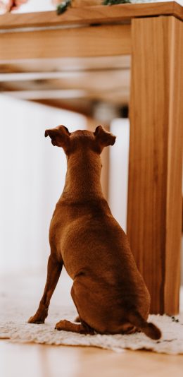 [2436x1125]家居 宠物狗 汪星人 背影 大黄狗 苹果手机壁纸图片