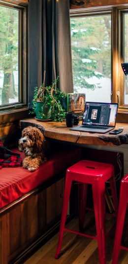 [2436x1125]家居 宠物狗 电脑 盆栽 角落 苹果手机壁纸图片