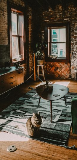 [2436x1125]家居 宠物猫 喵星人 猫咪 苹果手机壁纸图片