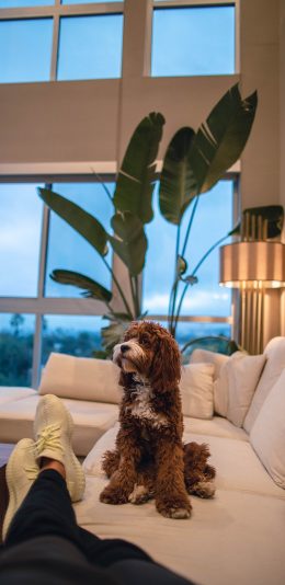 [2436x1125]家居 沙发 宠物狗 可爱 苹果手机壁纸图片