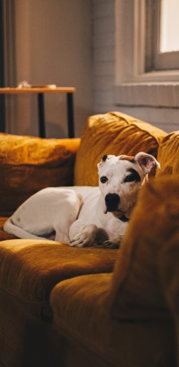 [2436x1125]家居 沙发 宠物狗 白色 苹果手机壁纸图片