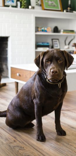 [2436x1125]家居 狗子 宠物狗 丑萌 苹果手机壁纸图片