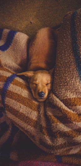 [2436x1125]家庭 宠物 狗 汪星人 睡觉 被子 苹果手机壁纸图片