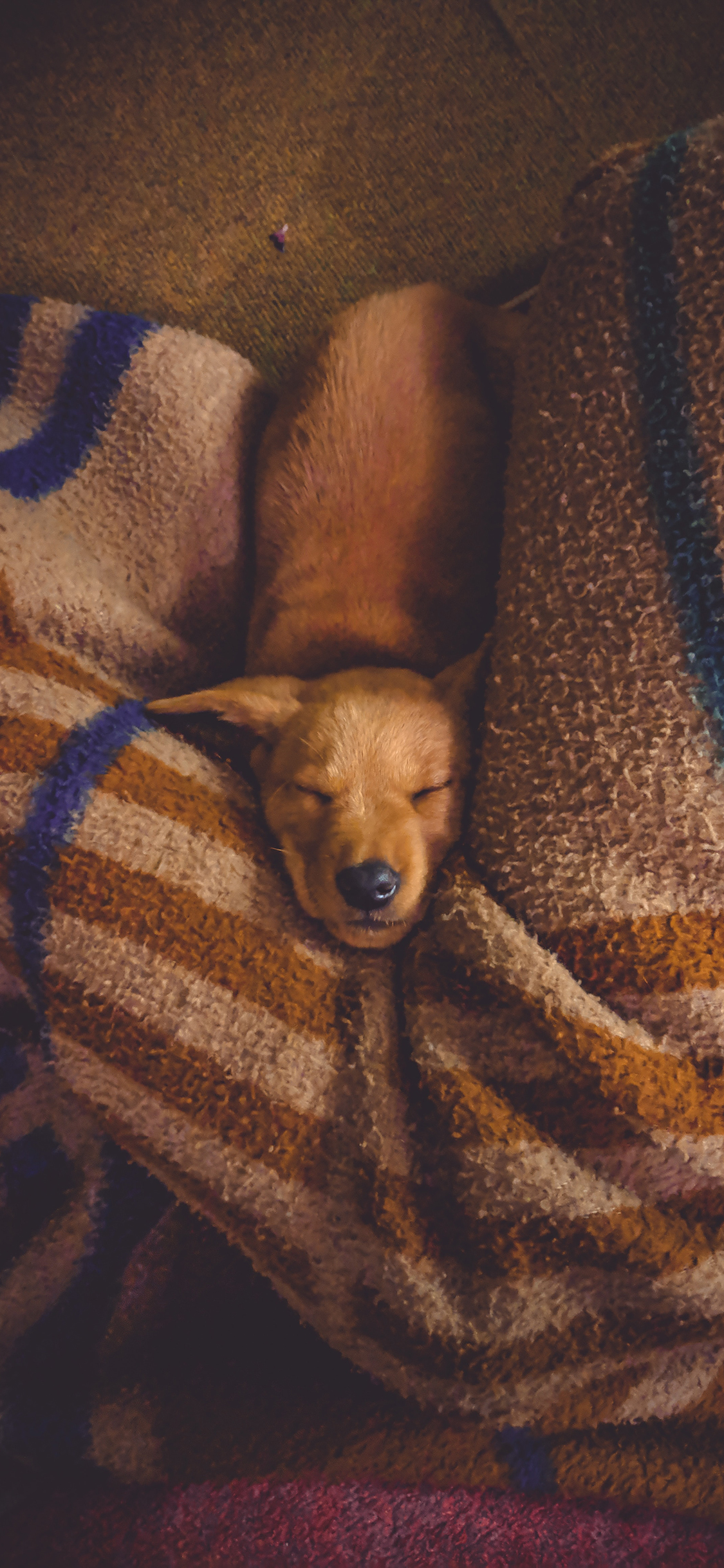 [2436×1125]家庭 宠物 狗 汪星人 睡觉 被子 苹果手机壁纸图片