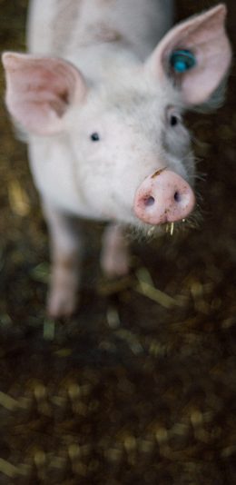 [2436x1125]家猪 饲养  幼崽 呆萌 苹果手机壁纸图片