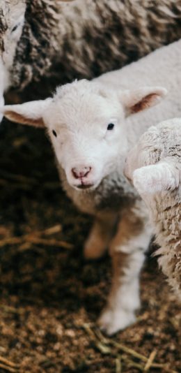 [2436x1125]家畜 羊羔 羊崽 可爱 苹果手机壁纸图片