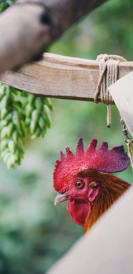[2436x1125]家禽 公鸡 红鸡冠 苹果手机壁纸图片